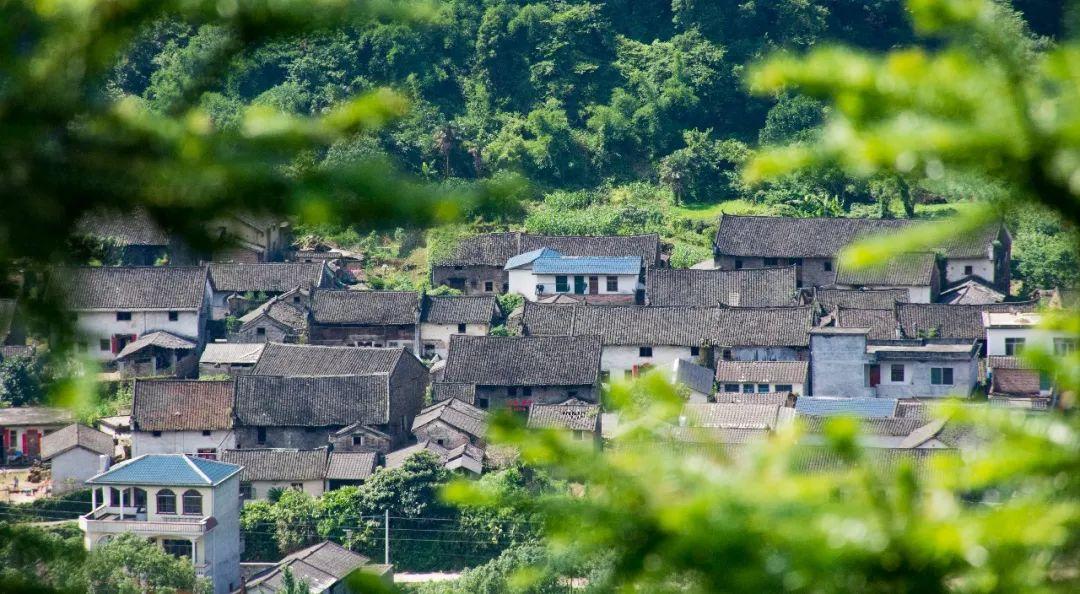 党的最新活动与小巷中的隐藏瑰宝揭秘