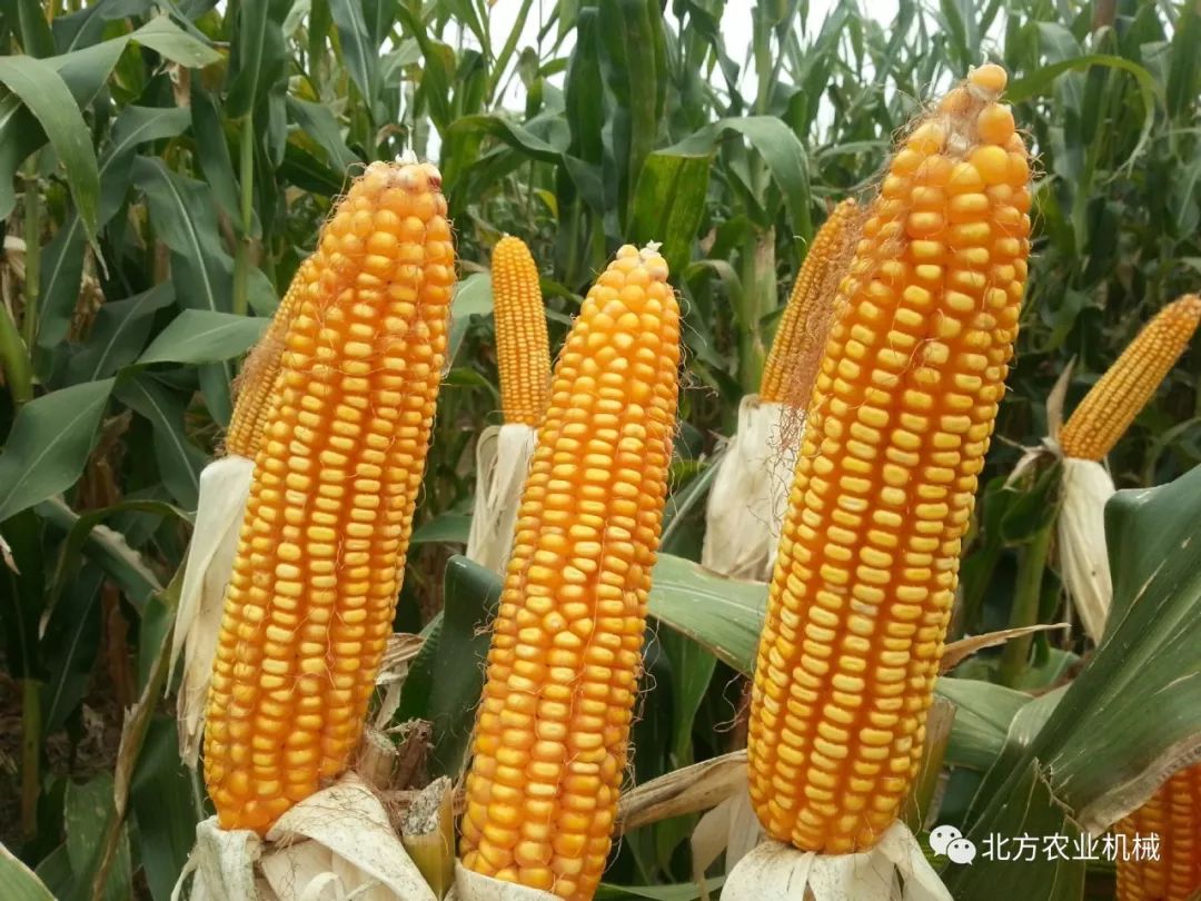 玉米最新价格，每斤多少钱？
