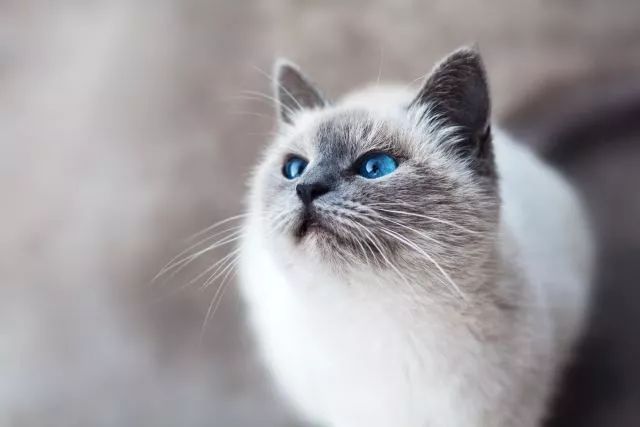 时代背景下的猫咪最新地址，探索与影响