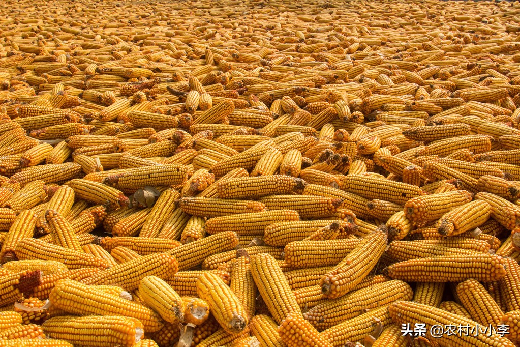 甘肃玉米价格最新动态更新