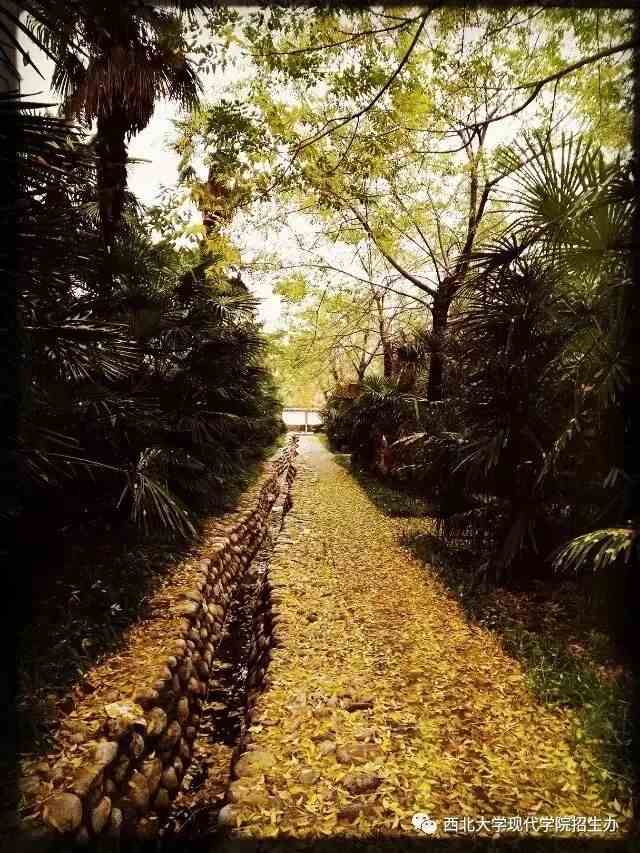 希行最新小说，自然美景中的内心平和之旅