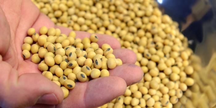 黄豆价格最新行情及分析概览