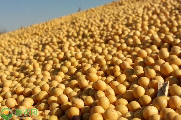 大豆最新行情价格走势分析📈🌱