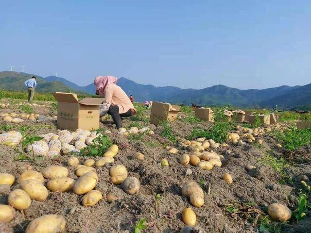 马铃薯市场最新价格与探索自然美景之旅的双重探索