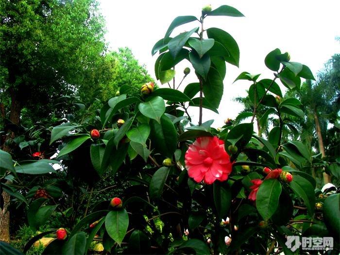 南宁金花茶公园最新打卡攻略，视觉盛宴等你来探秘🌹