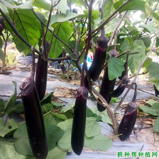 导热材料及器件 第150页