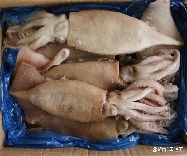 鱿鱼上市的最佳时间与观点论述解析