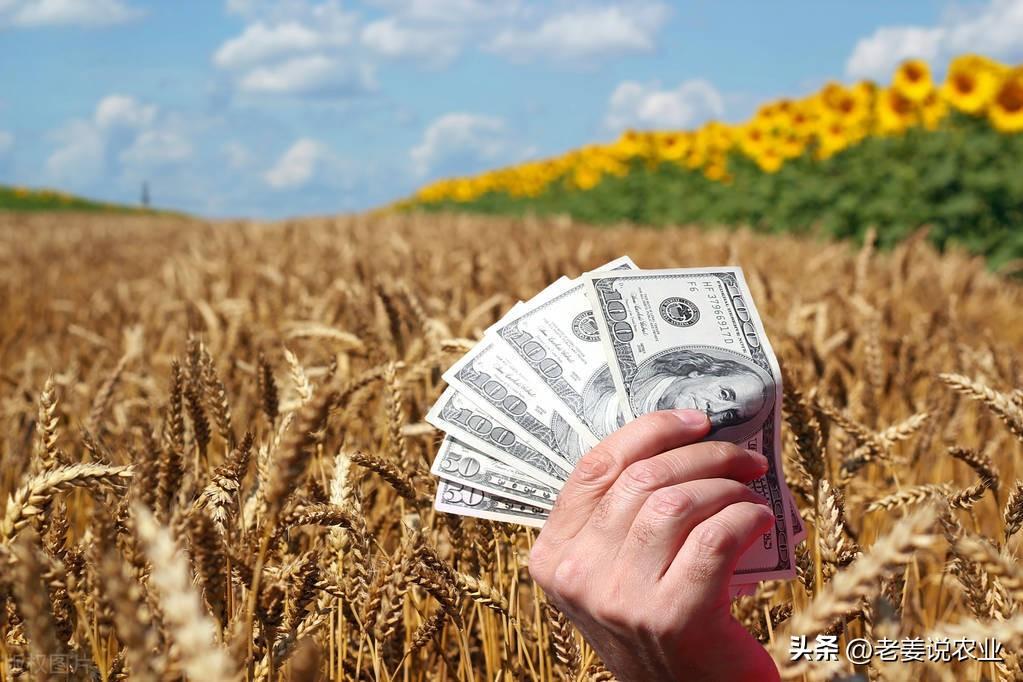 新玉米价格最新行情及分析概览