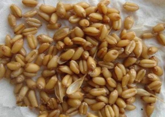 专钓鲤鱼药酒最新配方揭秘