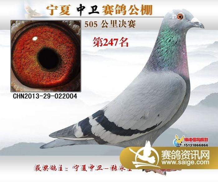 宁夏中卫公棚最新公告，日常温馨与情感纽带的展现