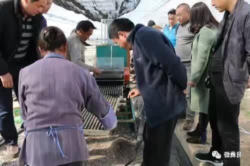 云烟87最新栽培技术的深度论述