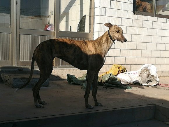 最新格力犬贴吧，共享养犬乐趣