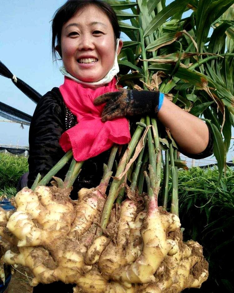 大姜今日最新价格，变化中的学习助力自信与梦想实现的力量