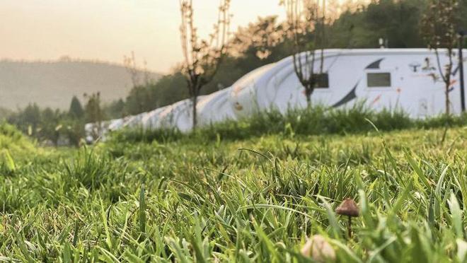 最新青草拍客，自然美景探索之旅